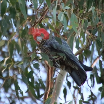 Callocephalon fimbriatum (Gang-gang Cockatoo) at Hughes, ACT - 27 Dec 2022 by LisaH