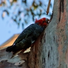 Callocephalon fimbriatum at Hughes, ACT - suppressed