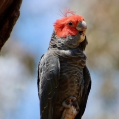 Callocephalon fimbriatum (Gang-gang Cockatoo) at Hughes, ACT - 28 Dec 2022 by LisaH