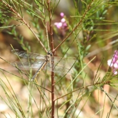 Hemicordulia tau (Tau Emerald) at Mittagong, NSW - 14 Dec 2022 by GlossyGal