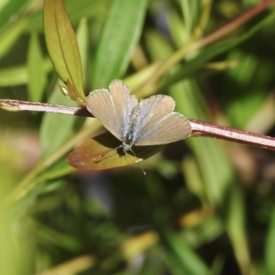 Zizina otis (Common Grass-Blue) at Burradoo, NSW - 16 Dec 2022 by GlossyGal