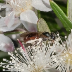 Lasioglossum (Homalictus) sp. (genus & subgenus) (Furrow Bee) at Acton, ACT - 28 Dec 2022 by Roger