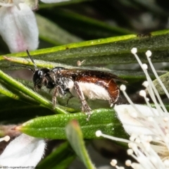 Lasioglossum (Homalictus) sp. (genus & subgenus) at Acton, ACT - 28 Dec 2022