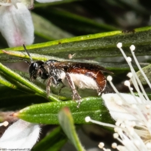 Lasioglossum (Homalictus) sp. (genus & subgenus) at Acton, ACT - 28 Dec 2022