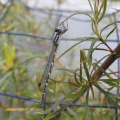 Austrolestes leda (Wandering Ringtail) at Burradoo, NSW - 16 Dec 2022 by GlossyGal