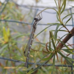 Austrolestes leda (Wandering Ringtail) at Burradoo, NSW - 15 Dec 2022 by GlossyGal