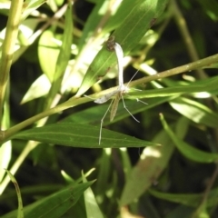 Pterophoridae (family) (A Plume Moth) at Burradoo, NSW - 15 Dec 2022 by GlossyGal