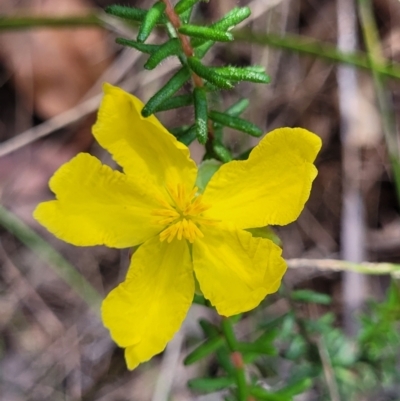 Hibbertia riparia (Erect Guinea-flower) at Nambucca Heads, NSW - 28 Dec 2022 by trevorpreston