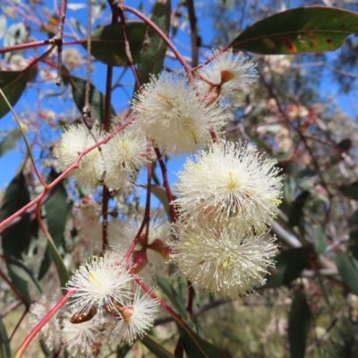 Eucalyptus blakelyi (Blakely's Red Gum) at Mount Taylor - 28 Dec 2022 by MatthewFrawley