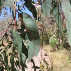 Eucalyptus blakelyi at Mount Taylor - 28 Dec 2022