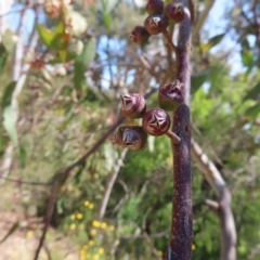 Eucalyptus blakelyi at Mount Taylor - 28 Dec 2022