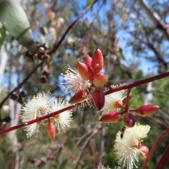 Eucalyptus blakelyi at Mount Taylor - 28 Dec 2022