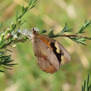 Heteronympha merope at Kambah, ACT - 28 Dec 2022