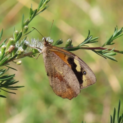 Heteronympha merope (Common Brown Butterfly) at Kambah, ACT - 28 Dec 2022 by MatthewFrawley