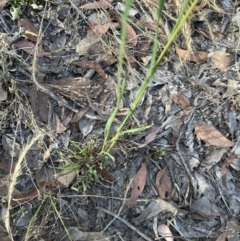 Dactylis glomerata (Cocksfoot) at Cook, ACT - 28 Dec 2022 by lbradley