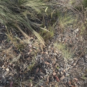 Dactylis glomerata at Cook, ACT - 28 Dec 2022 05:59 PM