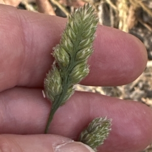 Dactylis glomerata at Cook, ACT - 28 Dec 2022 05:59 PM