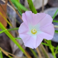 Polymeria calycina (Slender Bindweed) at Nambucca Heads, NSW - 28 Dec 2022 by trevorpreston