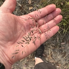 Eragrostis brownii (Common Love Grass) at Cook, ACT - 28 Dec 2022 by lbradley