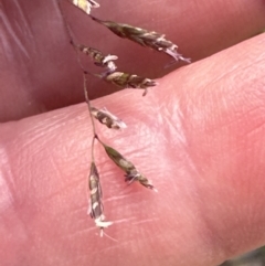 Eragrostis brownii at Cook, ACT - 28 Dec 2022