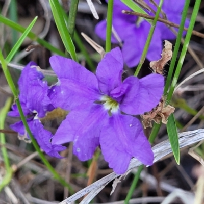 Dampiera stricta (Blue Dampiera) at Nambucca Heads, NSW - 28 Dec 2022 by trevorpreston