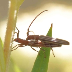 Syllitus grammicus (Longicorn or longhorn beetle) at O'Connor, ACT - 24 Dec 2022 by ConBoekel