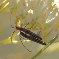 Syllitus grammicus at O'Connor, ACT - 24 Dec 2022 09:57 AM