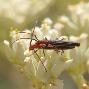 Syllitus grammicus at O'Connor, ACT - 24 Dec 2022