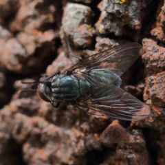 Chlorotachina sp. (genus) (A bristle fly) at O'Connor, ACT - 24 Dec 2022 by ConBoekel