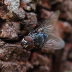 Chlorotachina sp. (genus) at O'Connor, ACT - 24 Dec 2022 11:34 AM