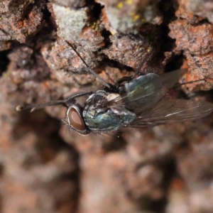 Chlorotachina sp. (genus) at O'Connor, ACT - 24 Dec 2022 11:34 AM