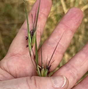 Themeda triandra at Cook, ACT - 28 Dec 2022 06:14 PM