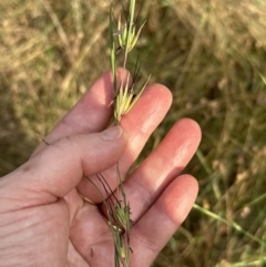 Themeda triandra at Cook, ACT - 28 Dec 2022 06:14 PM