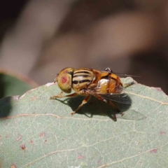 Eristalinus punctulatus (Golden Native Drone Fly) at O'Connor, ACT - 24 Dec 2022 by ConBoekel