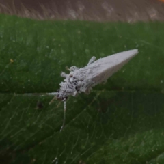 Coniopterygidae (family) (Dusty lacewing or Dustywing) at O'Connor, ACT - 24 Dec 2022 by ConBoekel