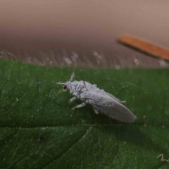 Coniopterygidae (family) at O'Connor, ACT - 24 Dec 2022 10:37 AM