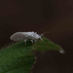 Coniopterygidae (family) at O'Connor, ACT - 24 Dec 2022 10:37 AM