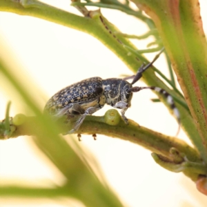 Ancita sp. (genus) at O'Connor, ACT - 24 Dec 2022