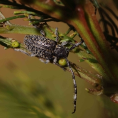 Ancita sp. (genus) at O'Connor, ACT - 24 Dec 2022