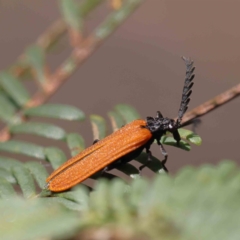 Porrostoma rhipidium (Long-nosed Lycid (Net-winged) beetle) at O'Connor, ACT - 24 Dec 2022 by ConBoekel