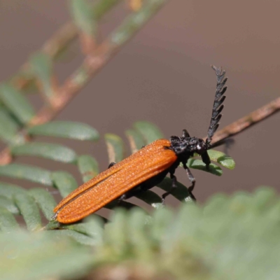 Porrostoma rhipidium (Long-nosed Lycid (Net-winged) beetle) at O'Connor, ACT - 24 Dec 2022 by ConBoekel