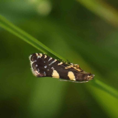 Glyphipterix chrysoplanetis (A Sedge Moth) at O'Connor, ACT - 24 Dec 2022 by ConBoekel