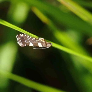 Glyphipterix chrysoplanetis at O'Connor, ACT - 24 Dec 2022