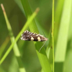 Glyphipterix chrysoplanetis at O'Connor, ACT - 24 Dec 2022