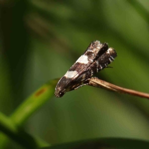 Glyphipterix chrysoplanetis at O'Connor, ACT - 24 Dec 2022