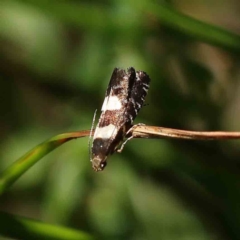 Glyphipterix chrysoplanetis at O'Connor, ACT - 24 Dec 2022