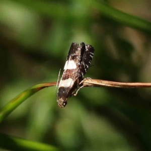 Glyphipterix chrysoplanetis at O'Connor, ACT - 24 Dec 2022