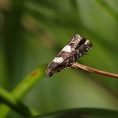 Glyphipterix chrysoplanetis at O'Connor, ACT - 24 Dec 2022