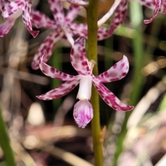 Dipodium variegatum (Blotched Hyacinth Orchid) at Nambucca Heads, NSW - 28 Dec 2022 by trevorpreston