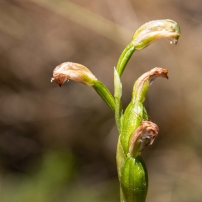 Bunochilus sp. (Leafy Greenhood) at Paddys River, ACT - 25 Nov 2022 by SWishart
